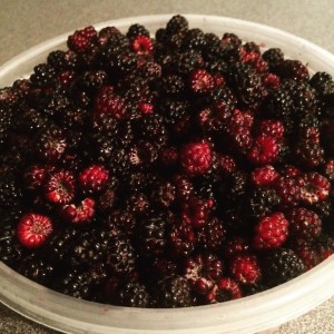 Black Raspberries from our woods