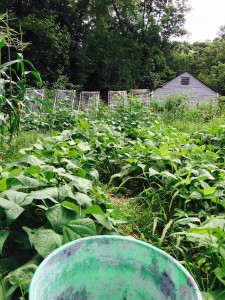 Our Garden